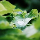 Nach einem kleinen Regenschauer !!!