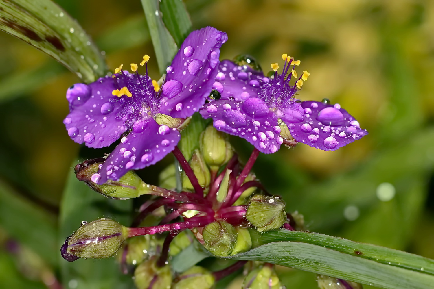 nach einem kräftigen Regenschauer...