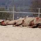 Nach einem langen Shooting die Belohnung!