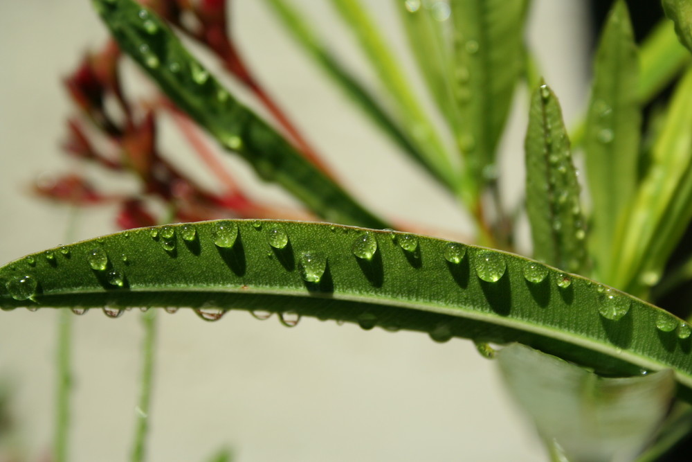 nach einem Regenschauer