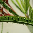 nach einem Regenschauer