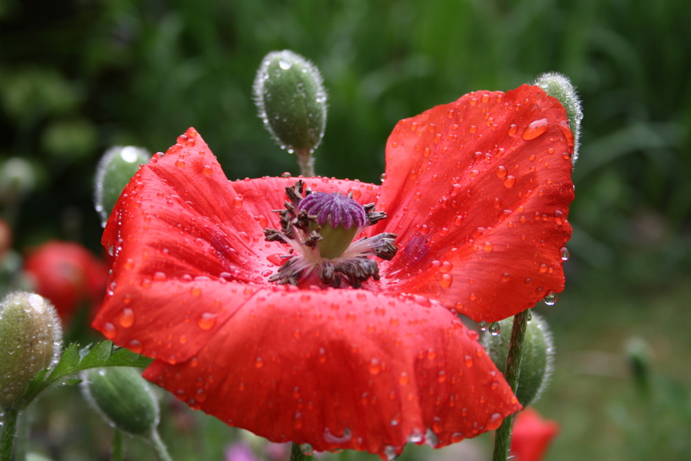 Nach einem Regenschauer !!