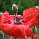 Nach einem Regenschauer !!