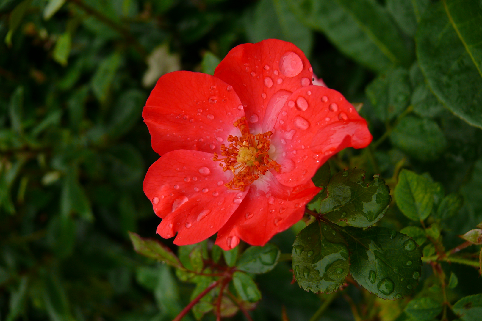 Nach einem Regenschauer