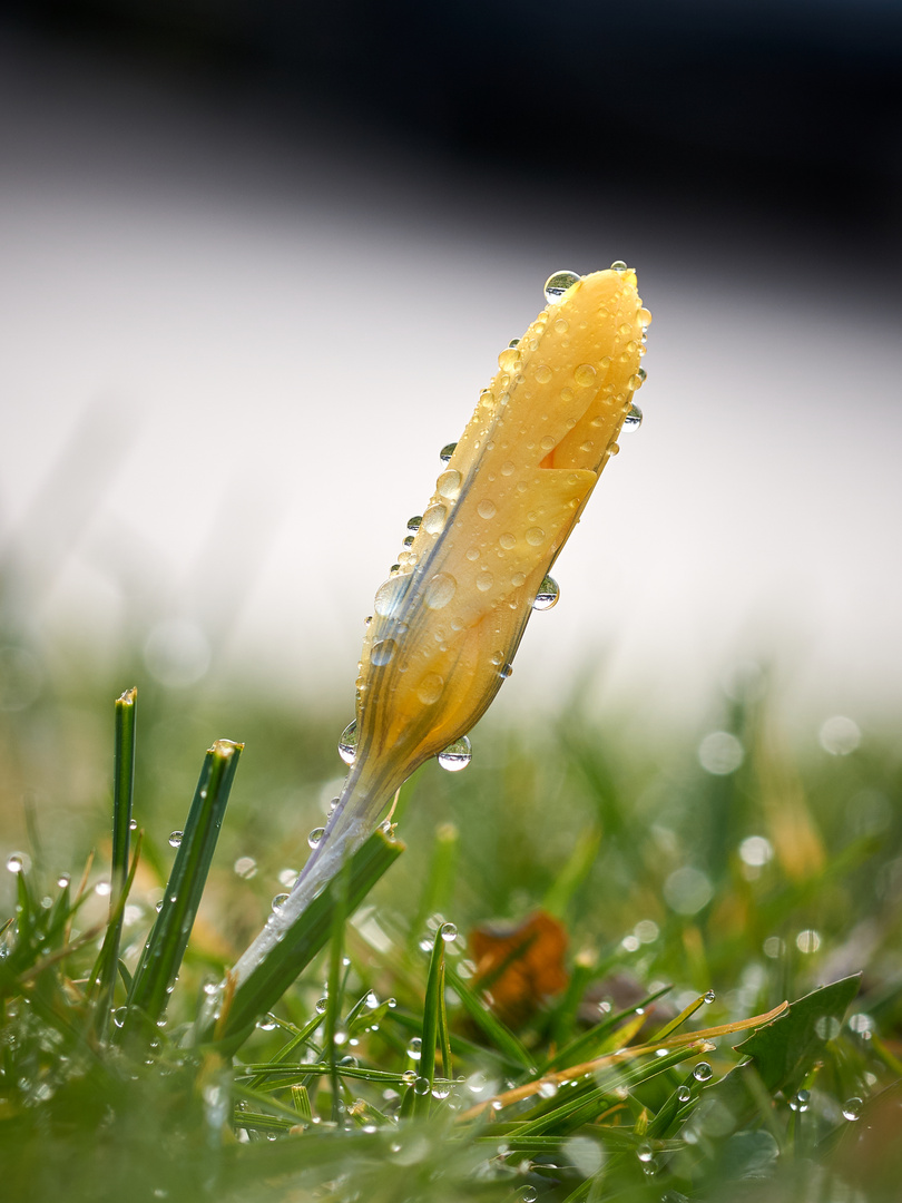 nach einem Regenschauer