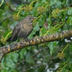 Nach einem Schneestürmchen am Futterhaus: Frau Amsel