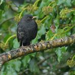 Nach einem Schneestürmchen am Futterhaus: Herr Amsel