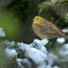Nach einem Schneestürmchen am Futterhaus: Herr Goldammer