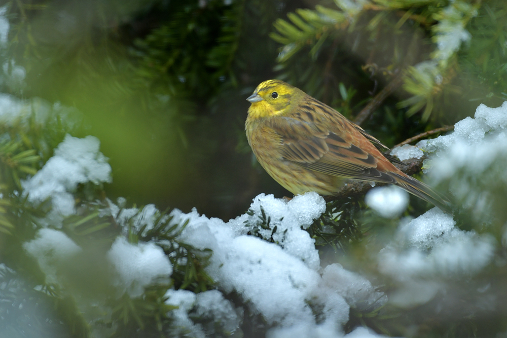 Nach einem Schneestürmchen am Futterhaus: Herr Goldammer