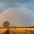 Nach einem Sommerabendregen