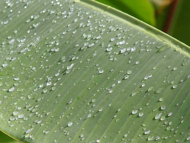 Nach einem tropischen Regenschauer auf Bali