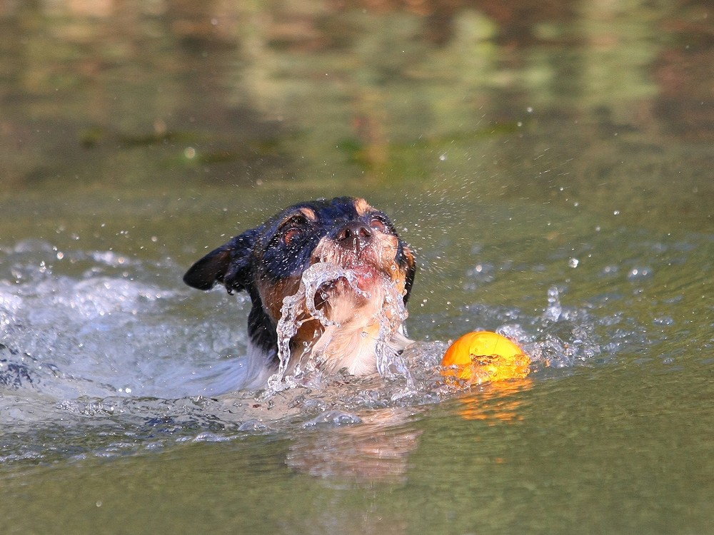 Nach einen Sprung ins Wasser