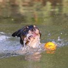 Nach einen Sprung ins Wasser