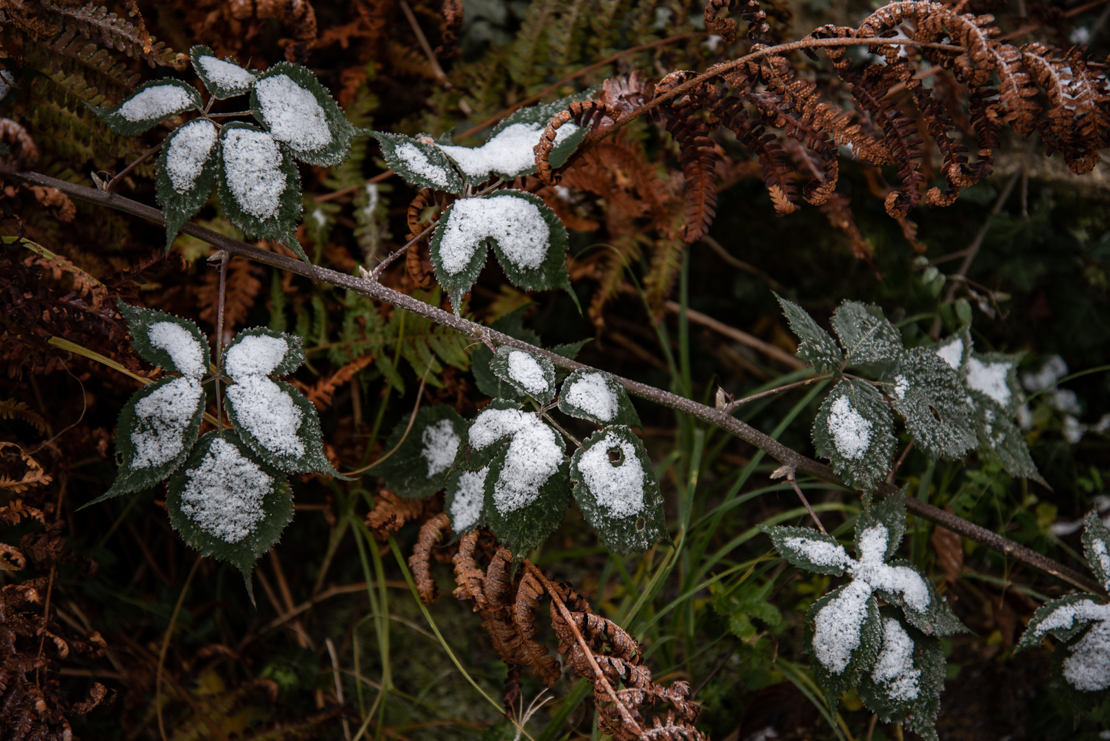 Nach einer frostigen Nacht, -12°