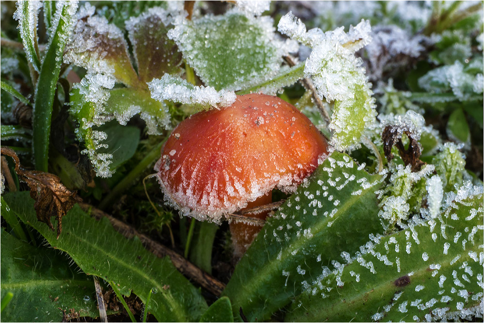 Nach einer frostigen Nacht...