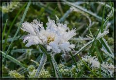 Nach einer frostigen Nacht...