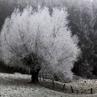 <Nach einer frostigen Nacht>