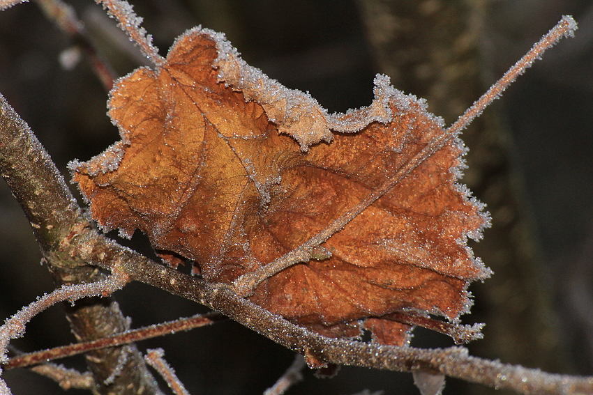 Nach einer Frostnacht 2