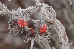 Nach einer Frostnacht 3