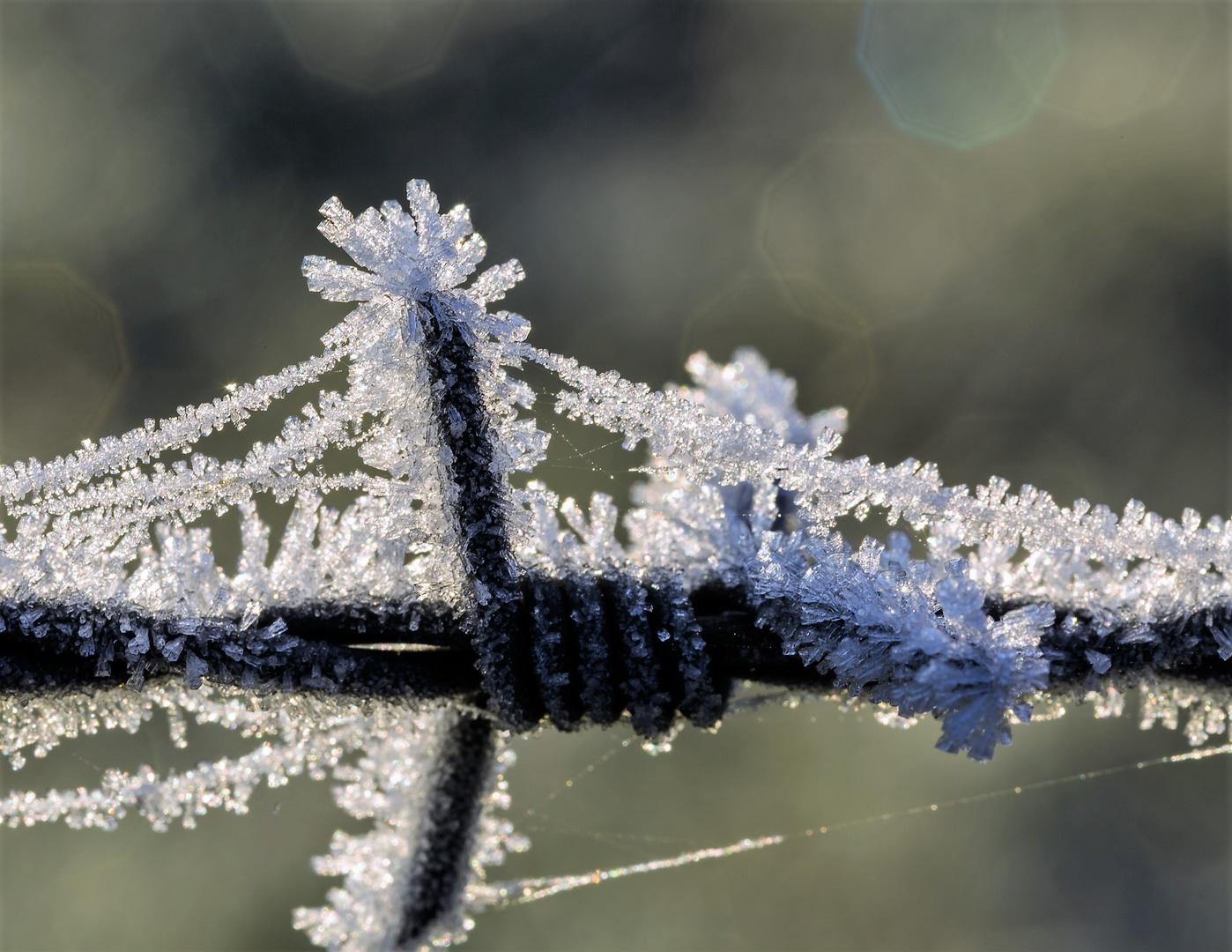 Nach einer Frostnacht