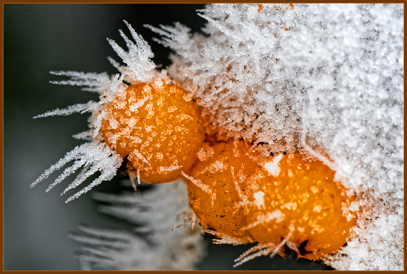 Nach einer kalten Nacht, Beeren und Eisgabeln