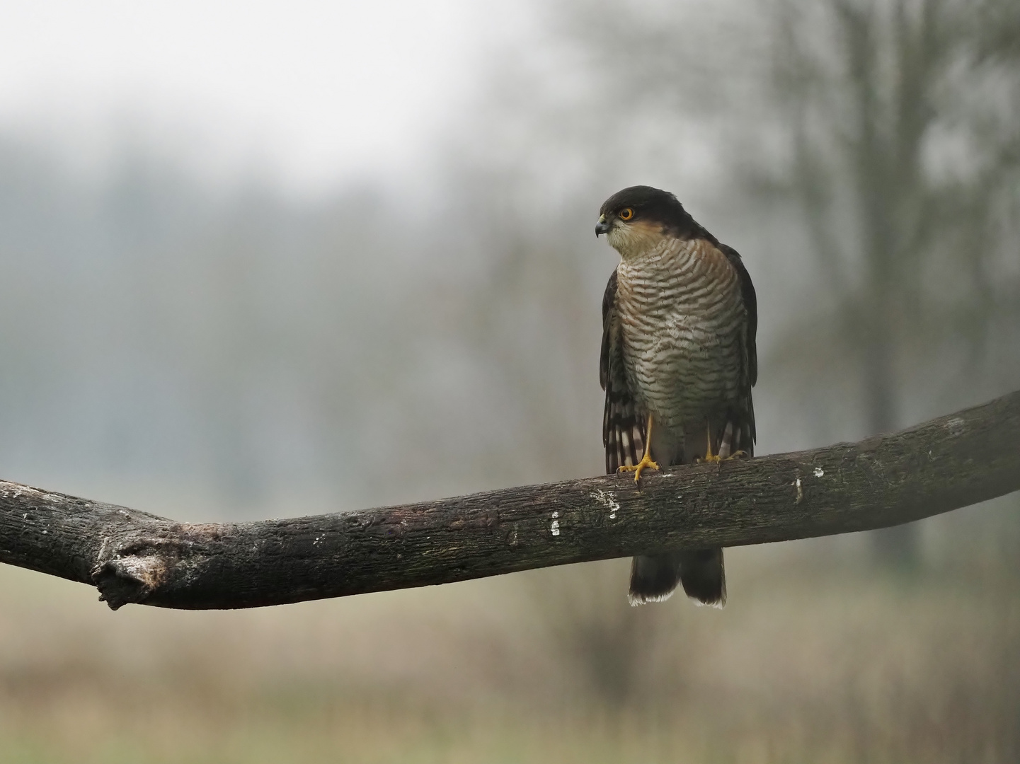 Nach erfolgloser Jagd.....