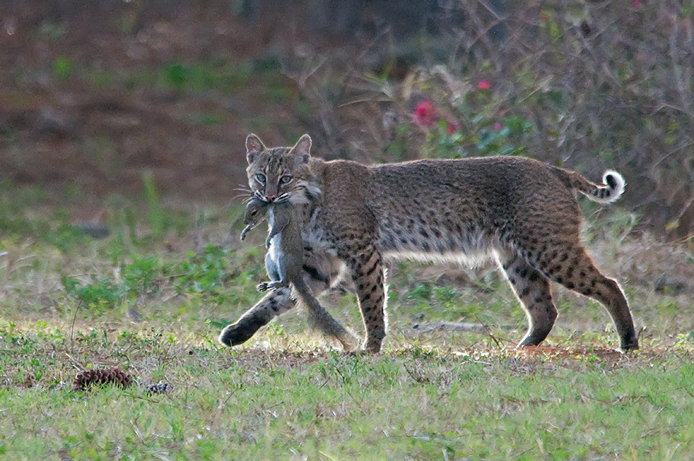 Nach erfolgreicher Jagd