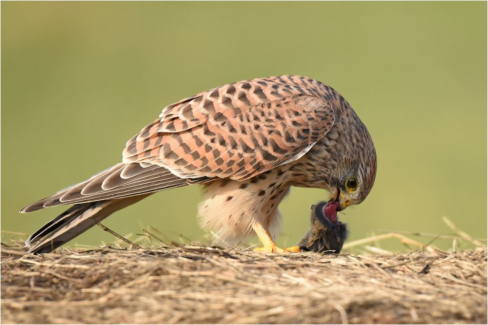 Nach erfolgreicher Jagd