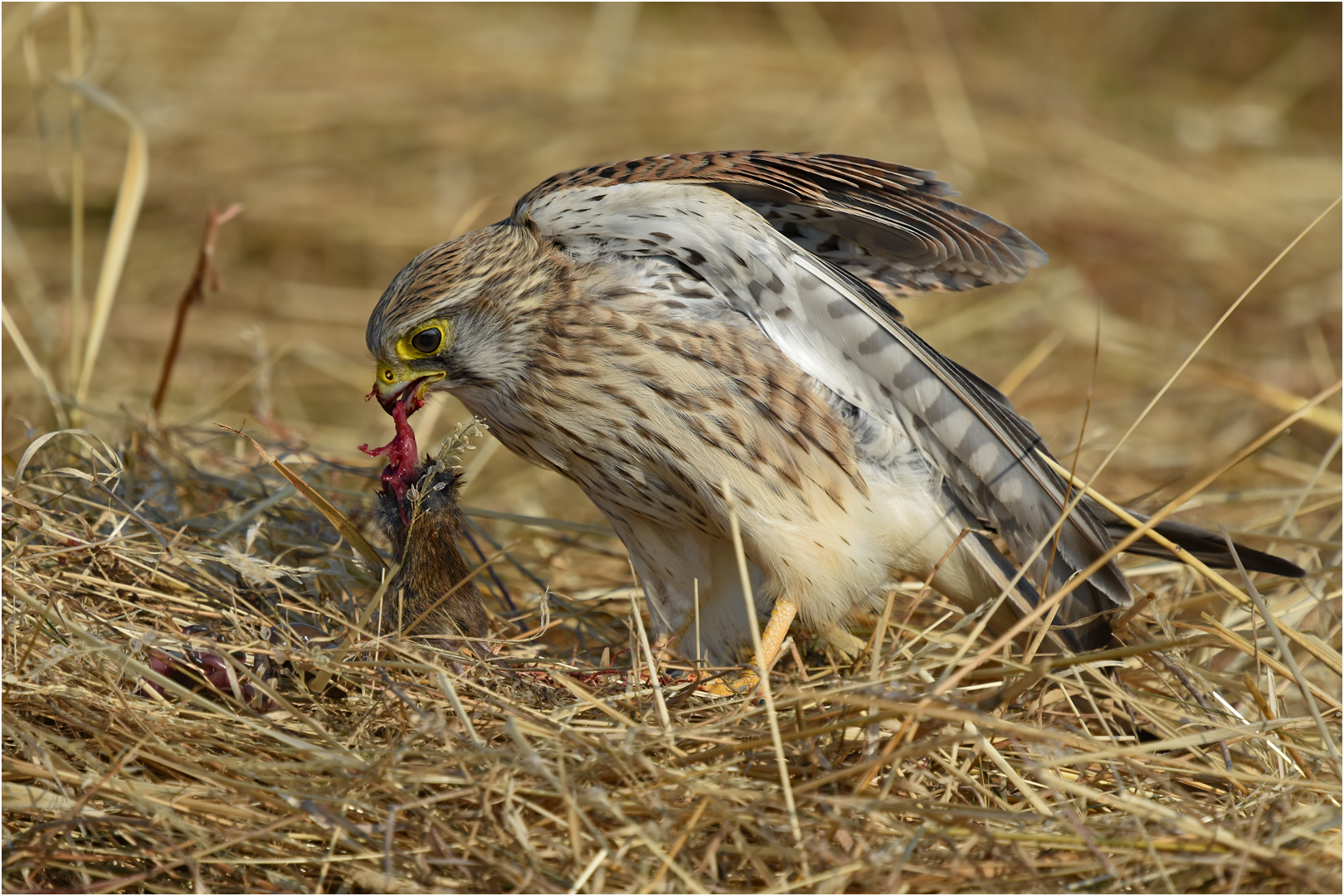 Nach erfolgreicher Jagd