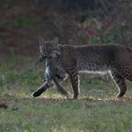 Nach erfolgreicher Jagd (Neubearbeitung)