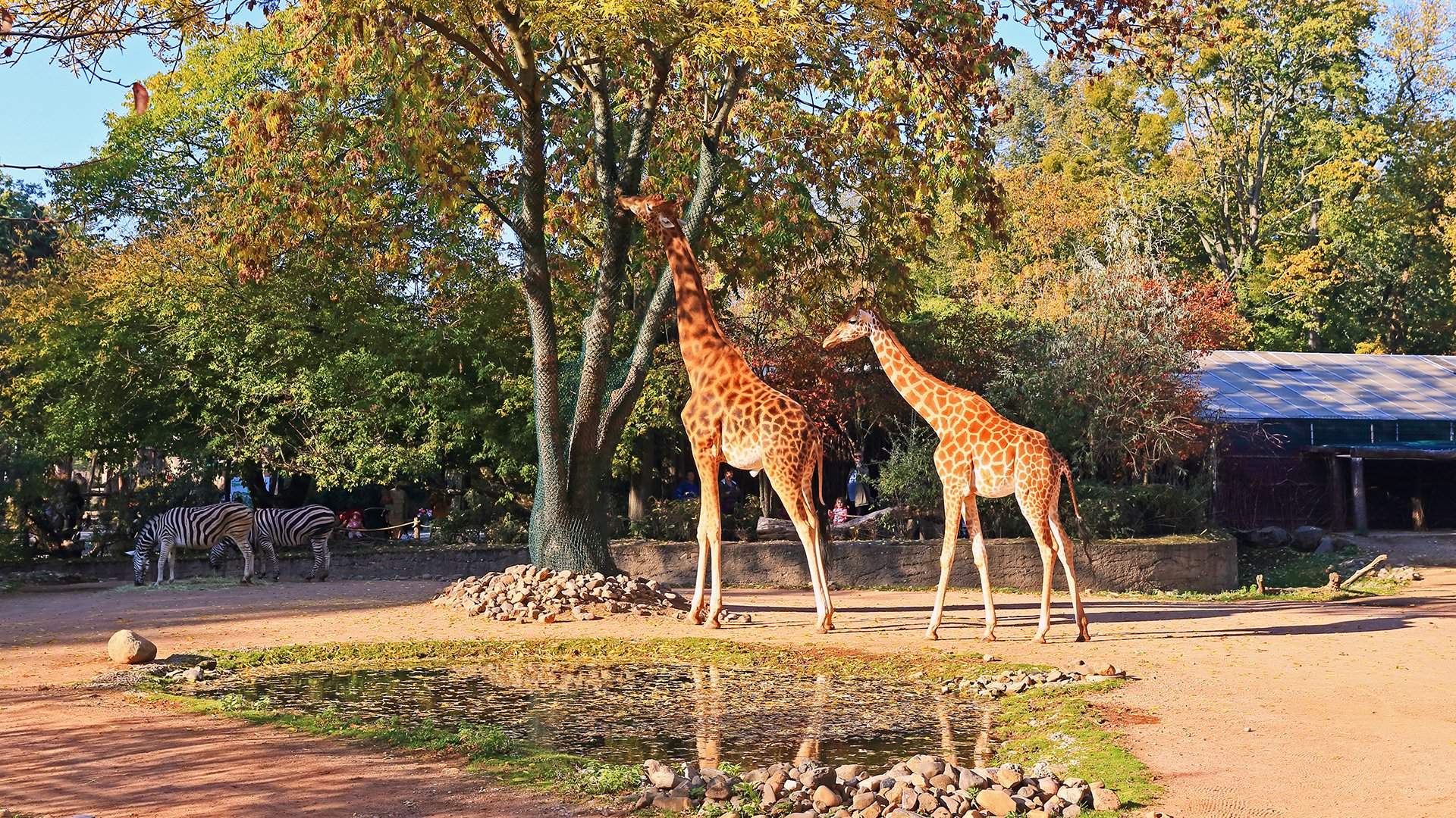 Nach fast 10 Jahren war ich wieder mal in meiner alten "Arbeitsstelle" dem Dresdner Zoo...