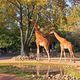 Zoo Dresden neu