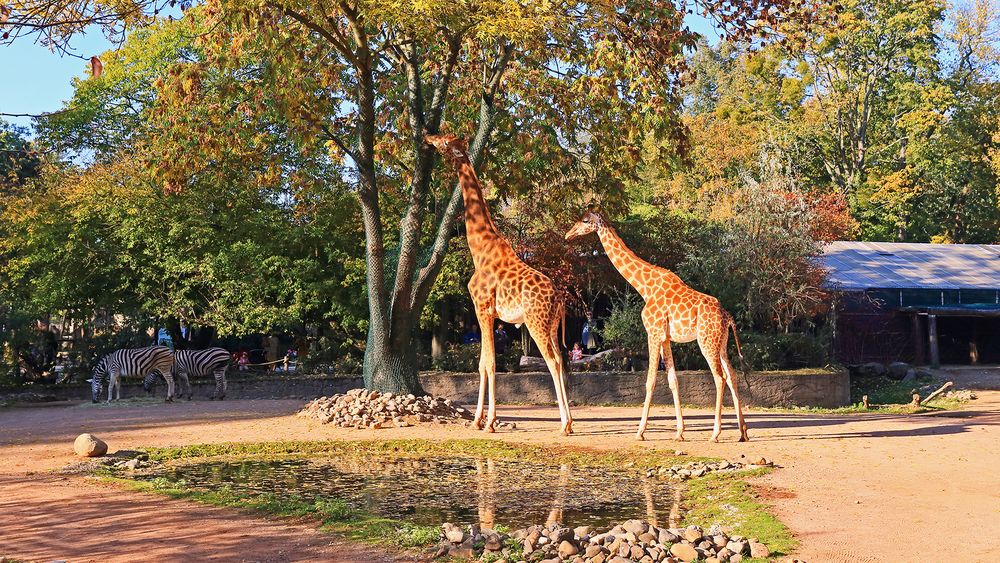 Nach fast 10 Jahren war ich wieder mal in meiner alten "Arbeitsstelle" dem Dresdner Zoo...