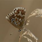 sommer-konserven