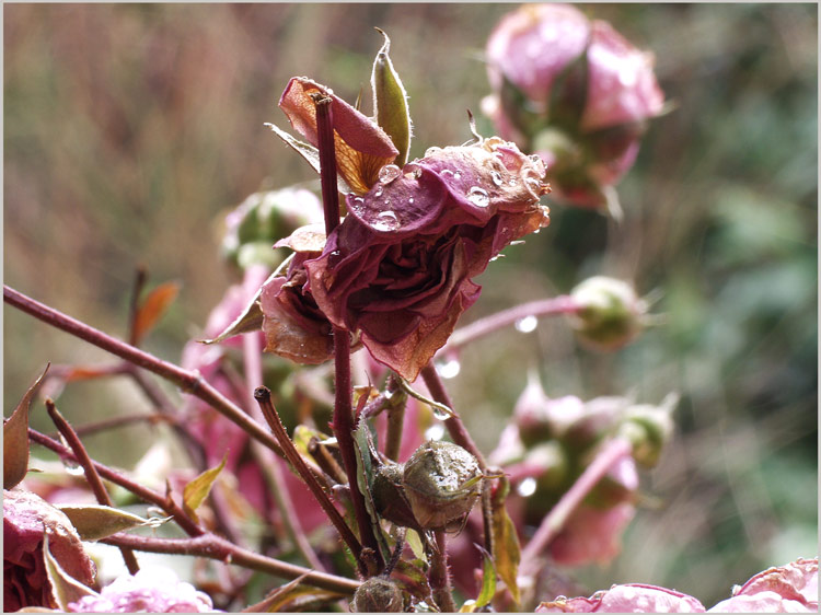 Nach Frost und Regen(1)