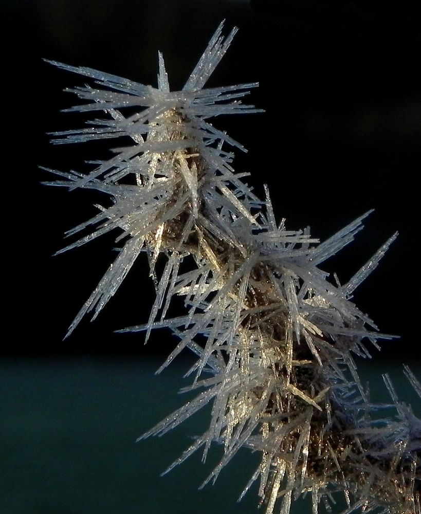 Nach frostiger Nacht... Foto &amp; Bild | makro, winter, natur Bilder auf ...