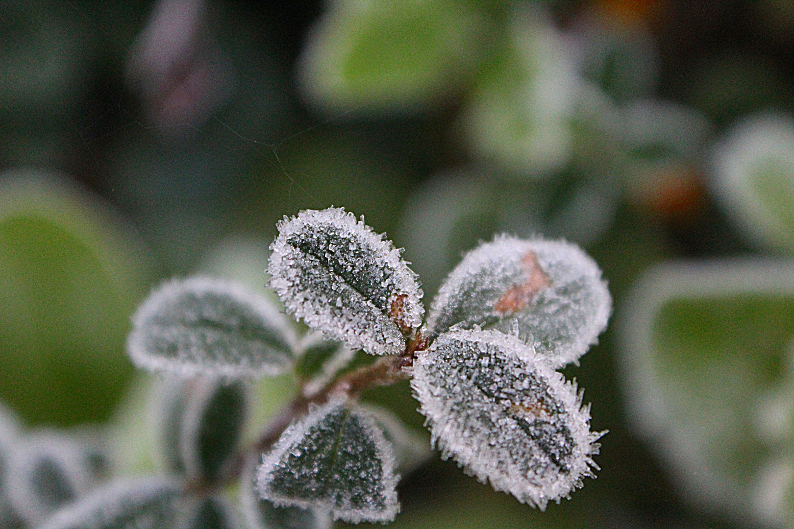 Nach frostiger Nacht Foto &amp; Bild | pflanzen, pilze &amp; flechten ...