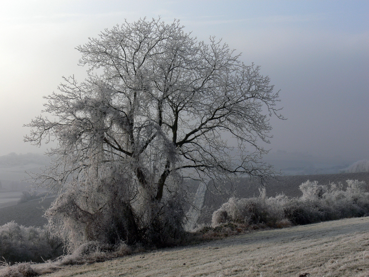 Nach frostiger Nacht