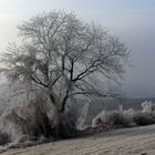 Nach frostiger Nacht