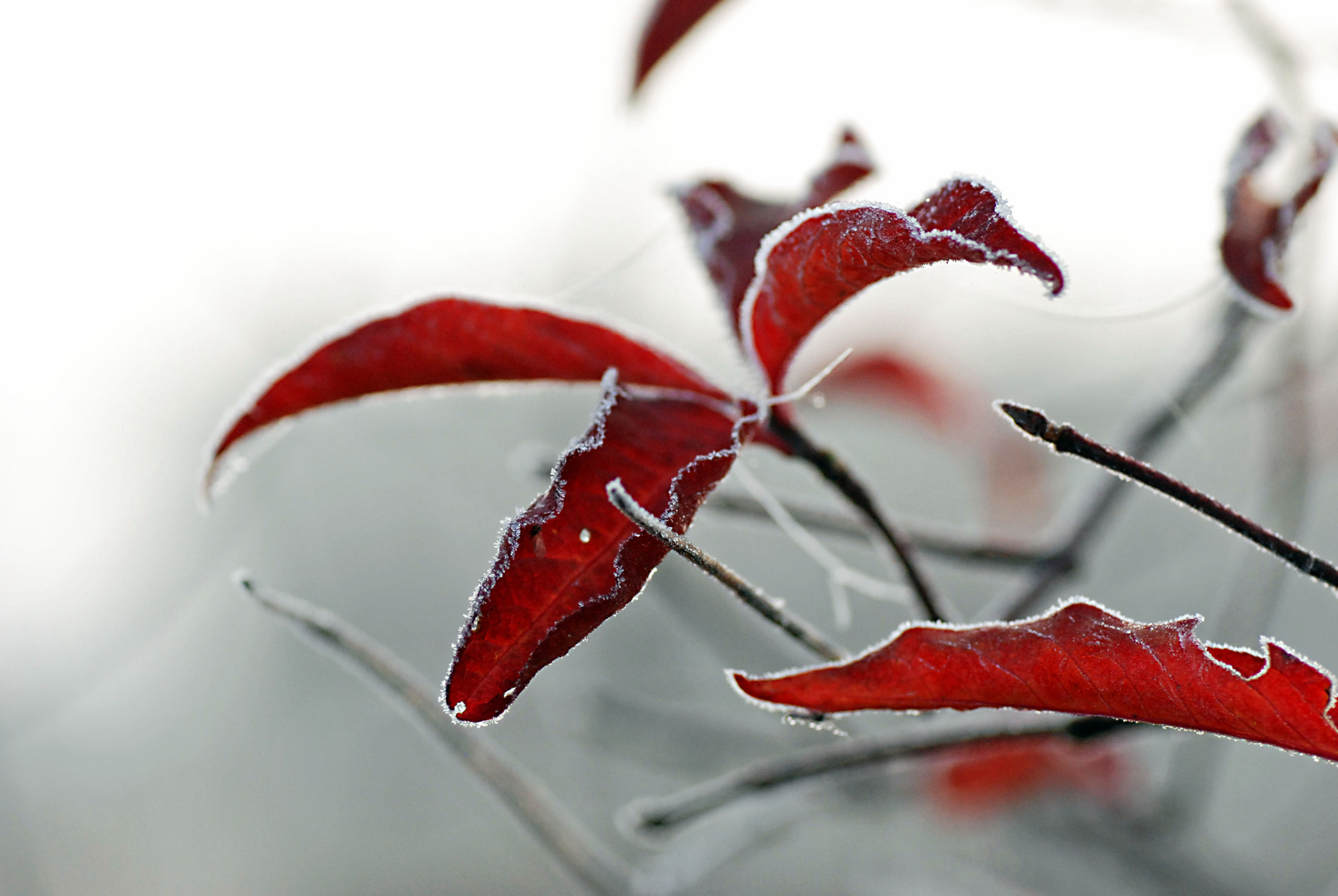 Nach frostiger Nacht