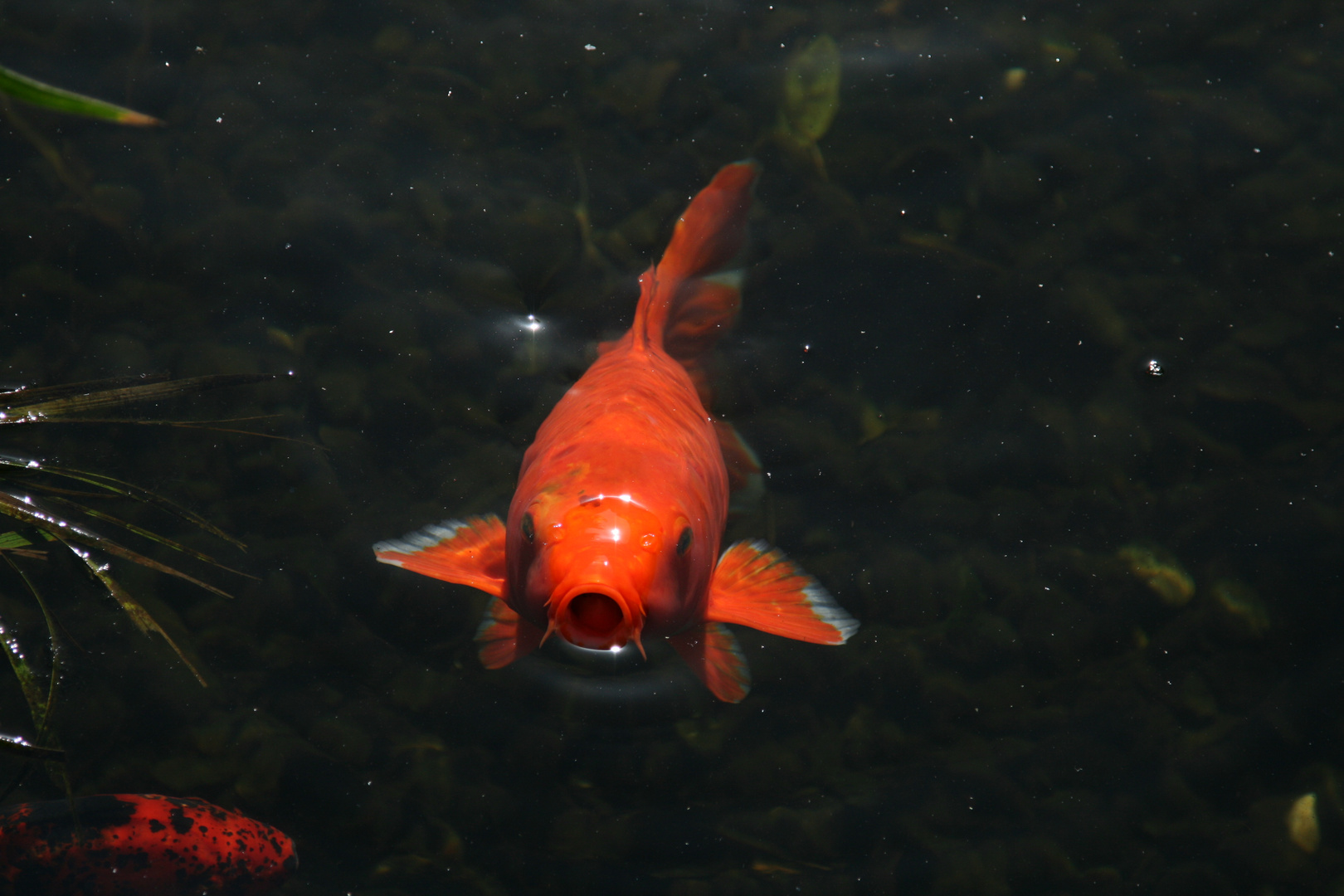 nach Futter bettelnder Fisch