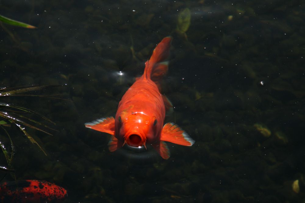 nach Futter bettelnder Fisch