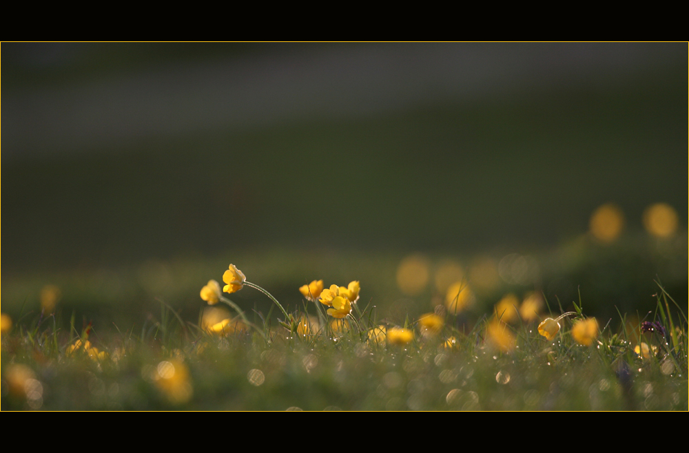 nach Gewitter im Abendlicht...