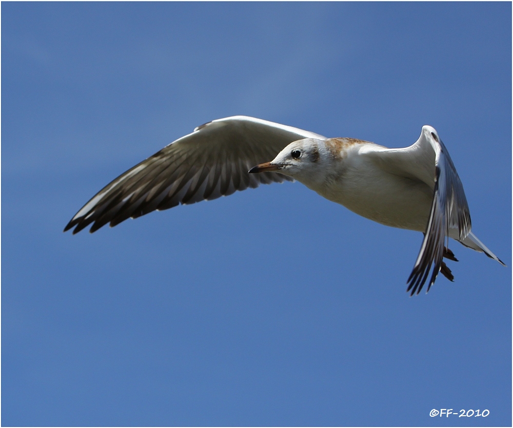 ...nach Helgoland?