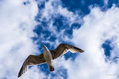 nach Helgoland ?