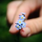 Nach immerhin nur 30 Jahren bekomme ich nun zum ersten Mal von meiner Frau einen Strauß Blumen