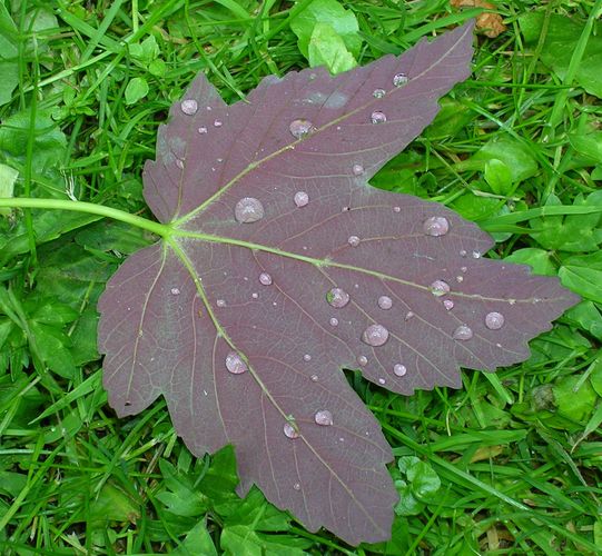 Nach jedem Regen bleiben ein paar Tropfen...