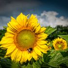 nach jedem Regen kommt wieder Sonnenschein