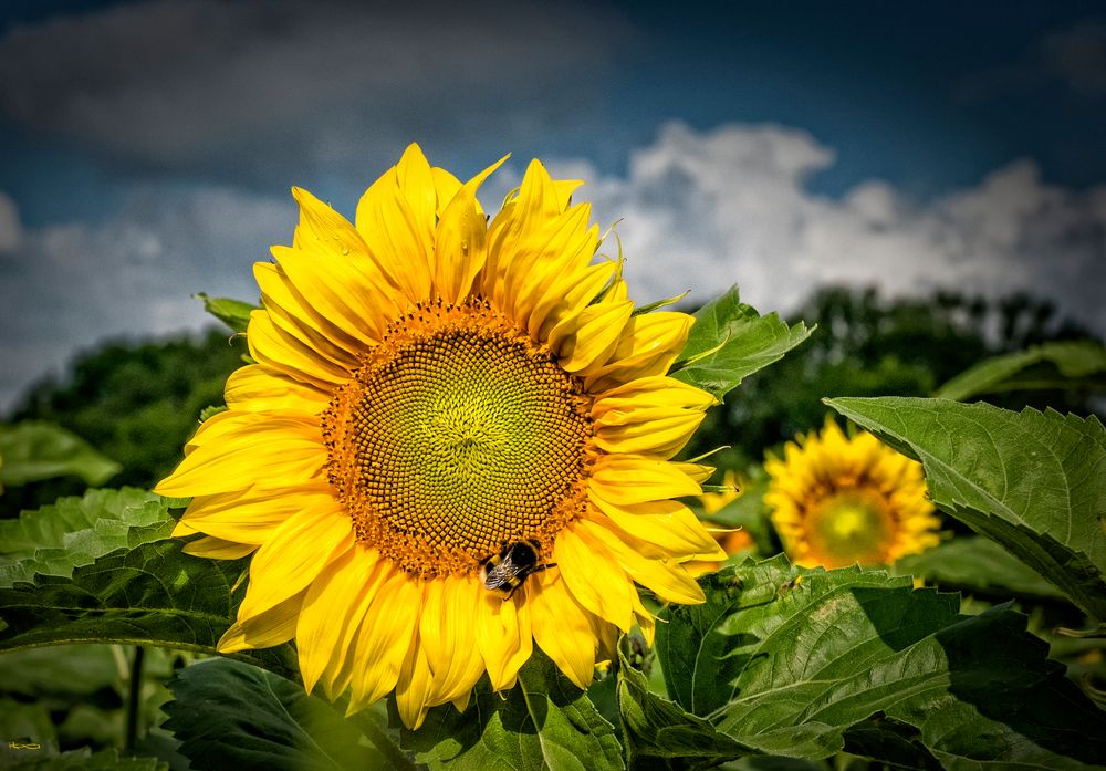 Nach Jedem Regen Kommt Auch Wieder Sonnenschein nach jedem Regen kommt wieder Sonnenschein Foto & Bild | blumen, hell