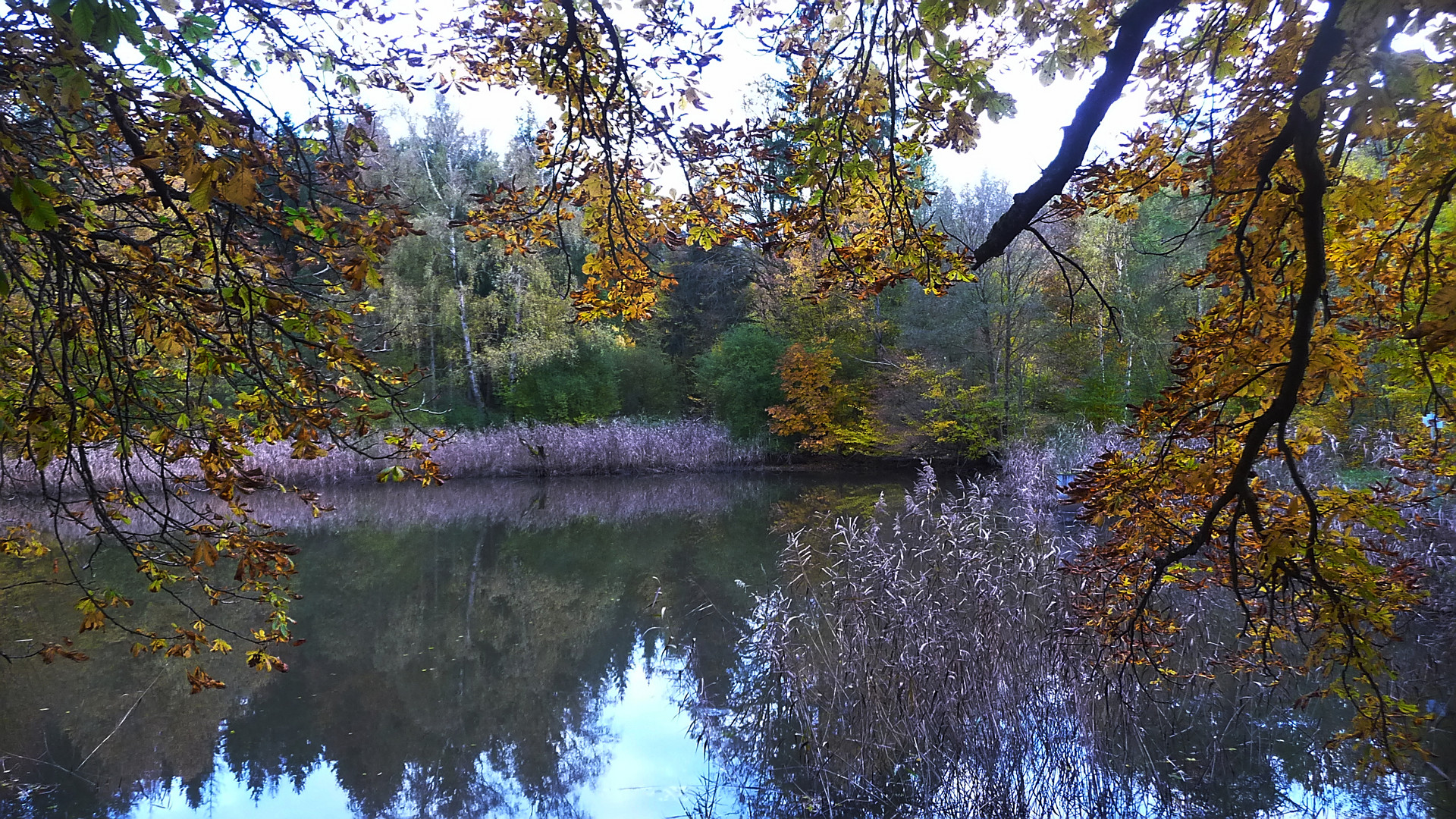 Nach kalter klarer Nacht am Teich